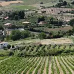 Catarratto, the Sicilian answer to the wine crisis