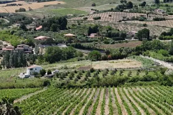 Catarratto, the Sicilian answer to the wine crisis