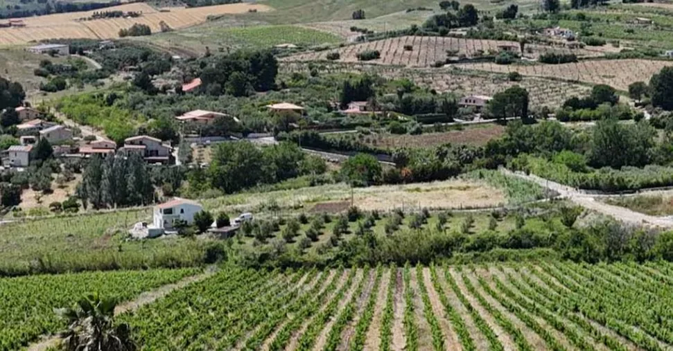 Catarratto, the Sicilian answer to the wine crisis