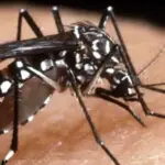 Fight against the Tiger Mosquito, a bacterium reduces reproductive capacity by 90%
