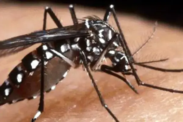 Fight against the Tiger Mosquito, a bacterium reduces reproductive capacity by 90%