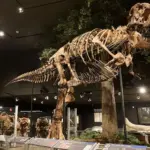 Gus Rex, the Tyrannosaurus Rex sold by Sotheby’s for over 50 million dollars, new record ...