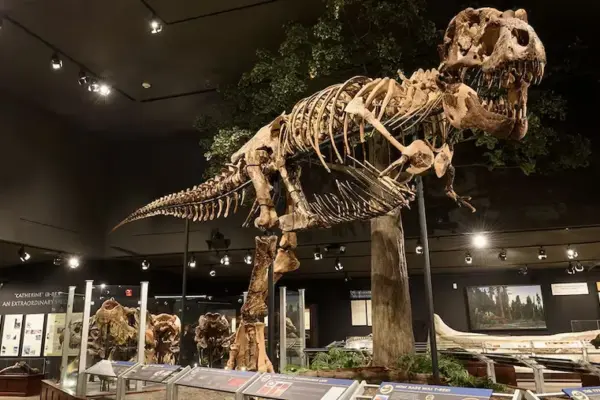 Gus Rex, the Tyrannosaurus Rex sold by Sotheby’s for over 50 million dollars, new record ...