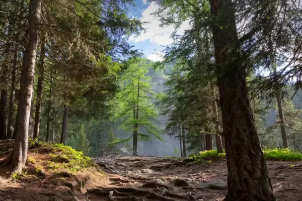 European forests are growing, but wood companies depend on foreign countries