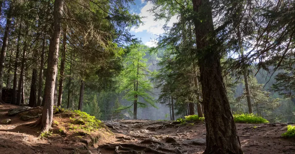 European forests are growing, but wood companies depend on foreign countries