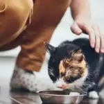 Pet food, seizures for 1,7 million