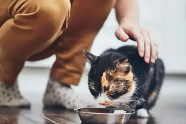 Pet food, seizures for 1,7 million