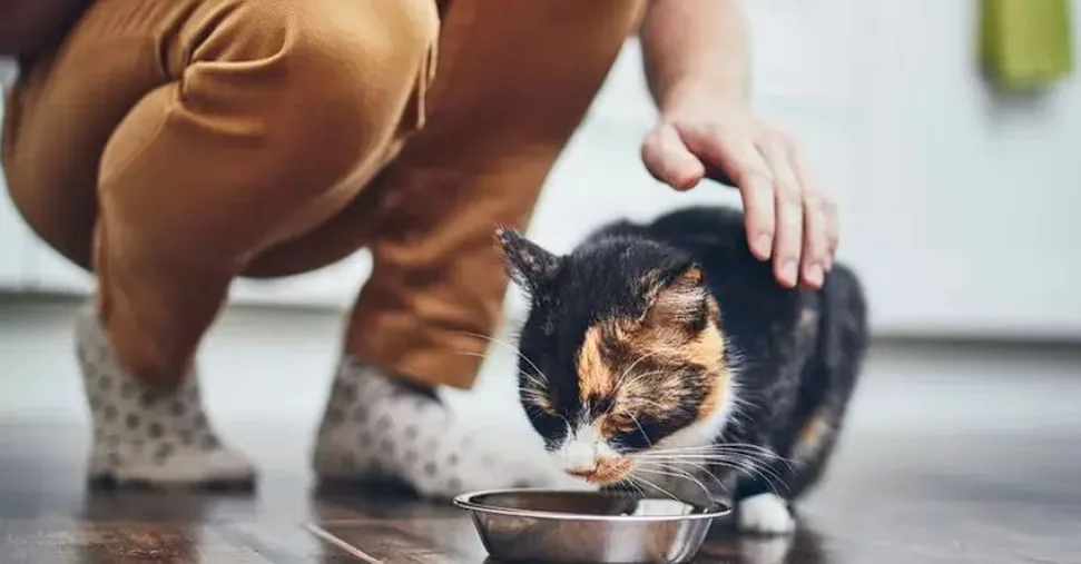 Pet food, seizures for 1,7 million