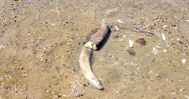 The remains of the mammoth emerged during the Danube drought. Lyuboslav Yordanov/Slivo pole municipality/Handout via REUTERS via REUTERS