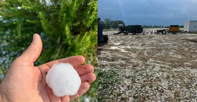 One of the hailstones from the hailstorm that hit the low Piacenza plain, July 20, 2026. (ANSA / Press Office Confagricoltura/NPK)