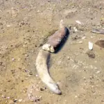 The Danube in drought reveals mammoth bones