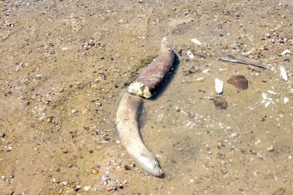 The Danube in drought reveals mammoth bones