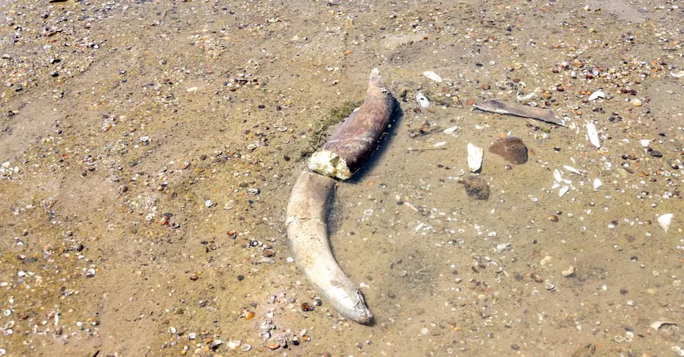 The Danube in drought reveals mammoth bones