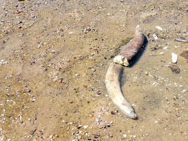 A mammoth emerges from the drying Danube