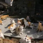 Gattare, non c’è reato ma una sanzione se il sindaco vieta il cibo ai randagi