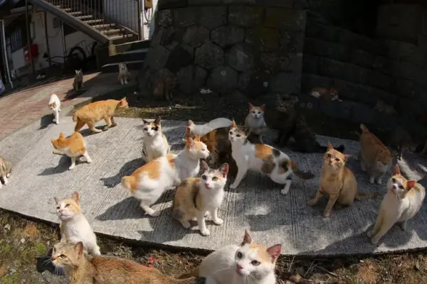 Gattare, non c’è reato ma una sanzione se il sindaco vieta il cibo ai randagi
