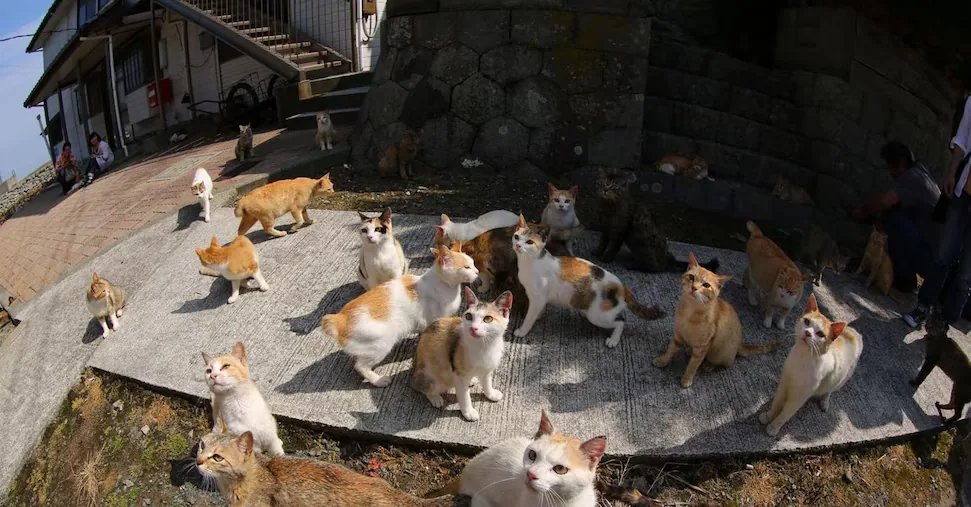 Gattare, non c’è reato ma una sanzione se il sindaco vieta il cibo ai randagi