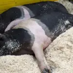 For the swine plague, the Cinta Senese Piglet is at risk of extinction