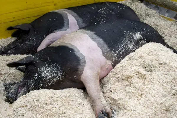 For the swine plague, the Cinta Senese Piglet is at risk of extinction