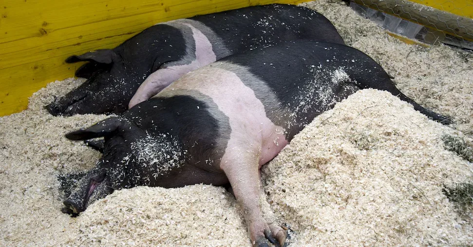 For the swine plague, the Cinta Senese Piglet is at risk of extinction