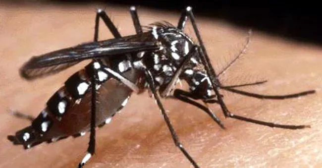Specimen of tiger mosquito. ARCHIVE - ANSA/BGG ANSA