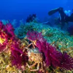 Sea temperatures rising even at 40 meters depth