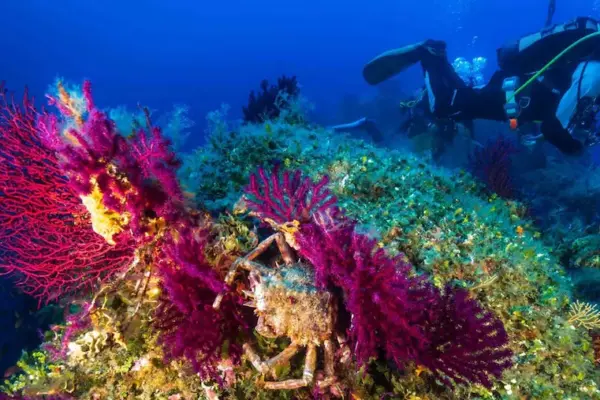 Sea temperatures rising even at 40 meters depth