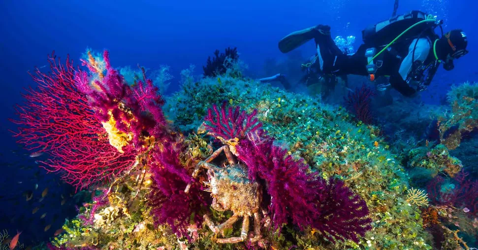 Sea temperatures rising even at 40 meters depth