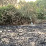 Thefts, arson, cutting of centuries-old olive trees: the threats do not stop Patrizia Rodi Morabito, ...