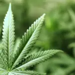 Tar, sì al cannabiolo solo con ricetta medica irripetibile