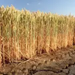 Farm alarm, drought burns corn and pastures