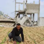 Agri-food crisis in Gaza: 97% of arable land inaccessible after the ceasefire