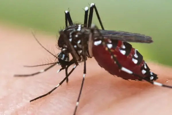 Italy first in Europe for West Nile fever cases: 590 cases out of 1,285 total in 2026