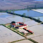 Pavia, maxi-fraud in organic rice trade: assets seized worth over 10 million