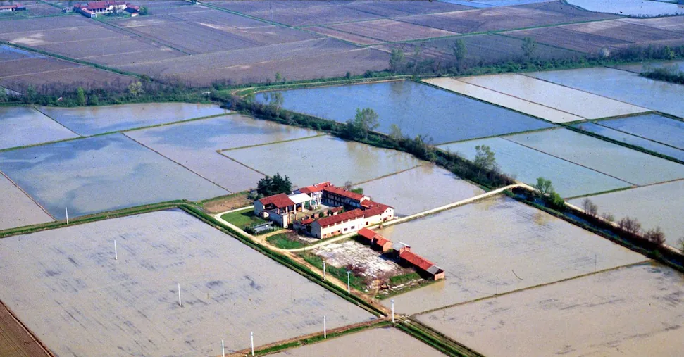 Pavia, maxi-fraud in organic rice trade: assets seized worth over 10 million